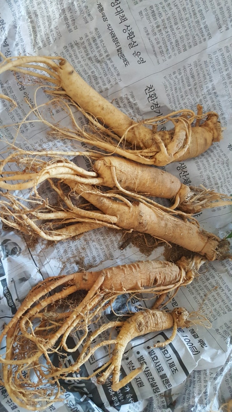  산삼 의 기운을 받았습니다. ^^ 