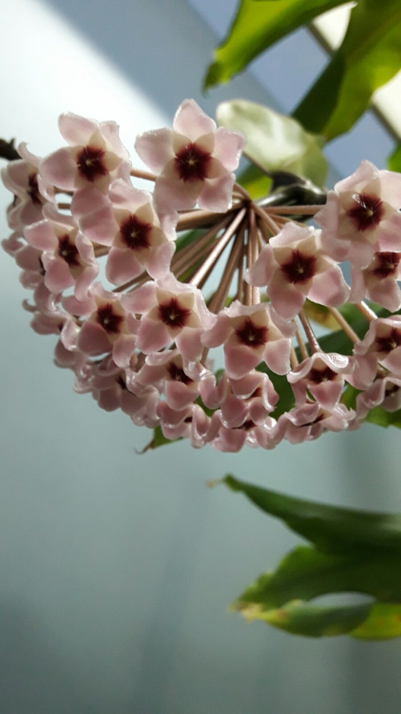 호야 카르노사 꽃(올해 4번째 핀다-원래 이런 꽃인가) : 네이버 블로그