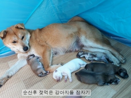 [풍산개 분양]  재구 백구 강아지분양 5월4일 탄생 했습니다.