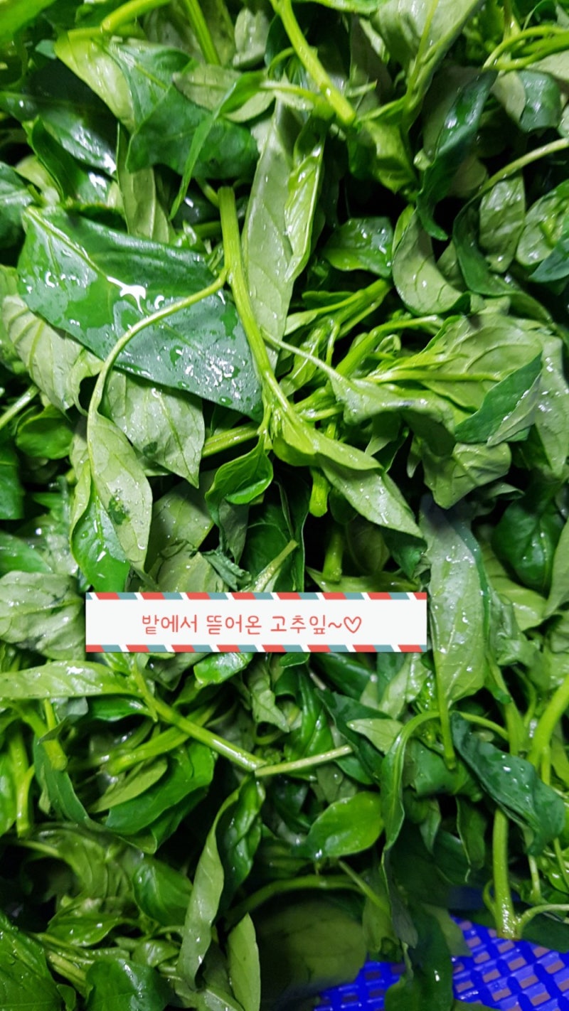 고추잎장아찌 아욱장아찌 시금치장아찌 담기 : 네이버 블로그