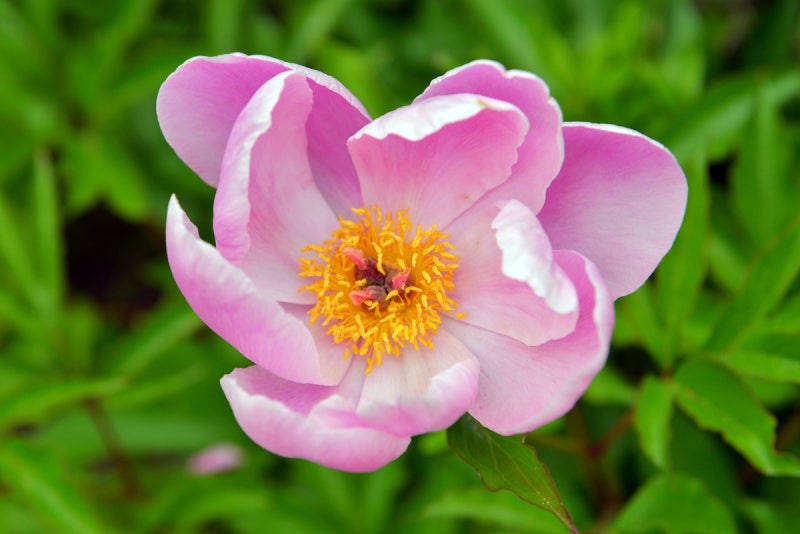 수세미즙효능,작약꽃말,흰작약작약차효능:비염에좋은약초,혈행에몸에좋은차 11