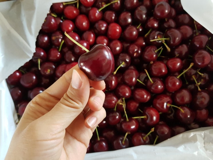  체리가 싱싱하네요~ 상콤달콤 맛나요~!
