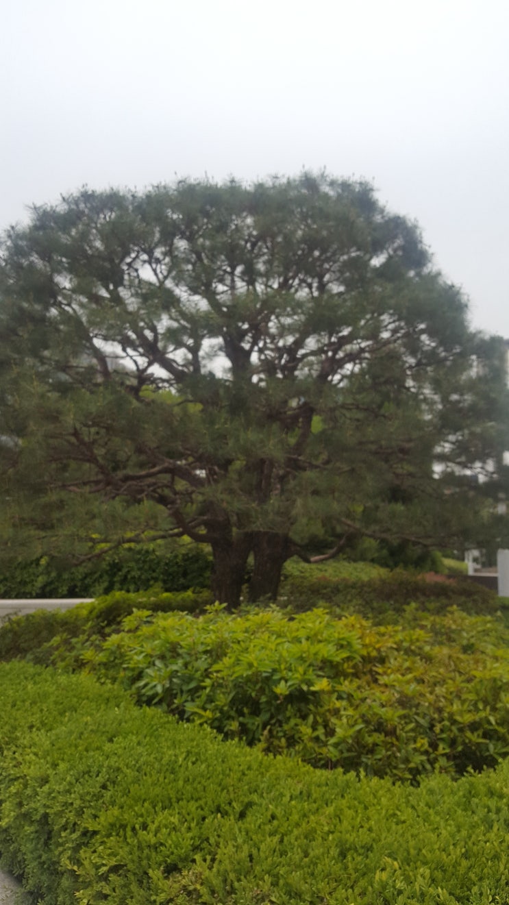  [ 헌법재판소 결정 ] 영어표현과 모욕죄에서의 경멸적 표현