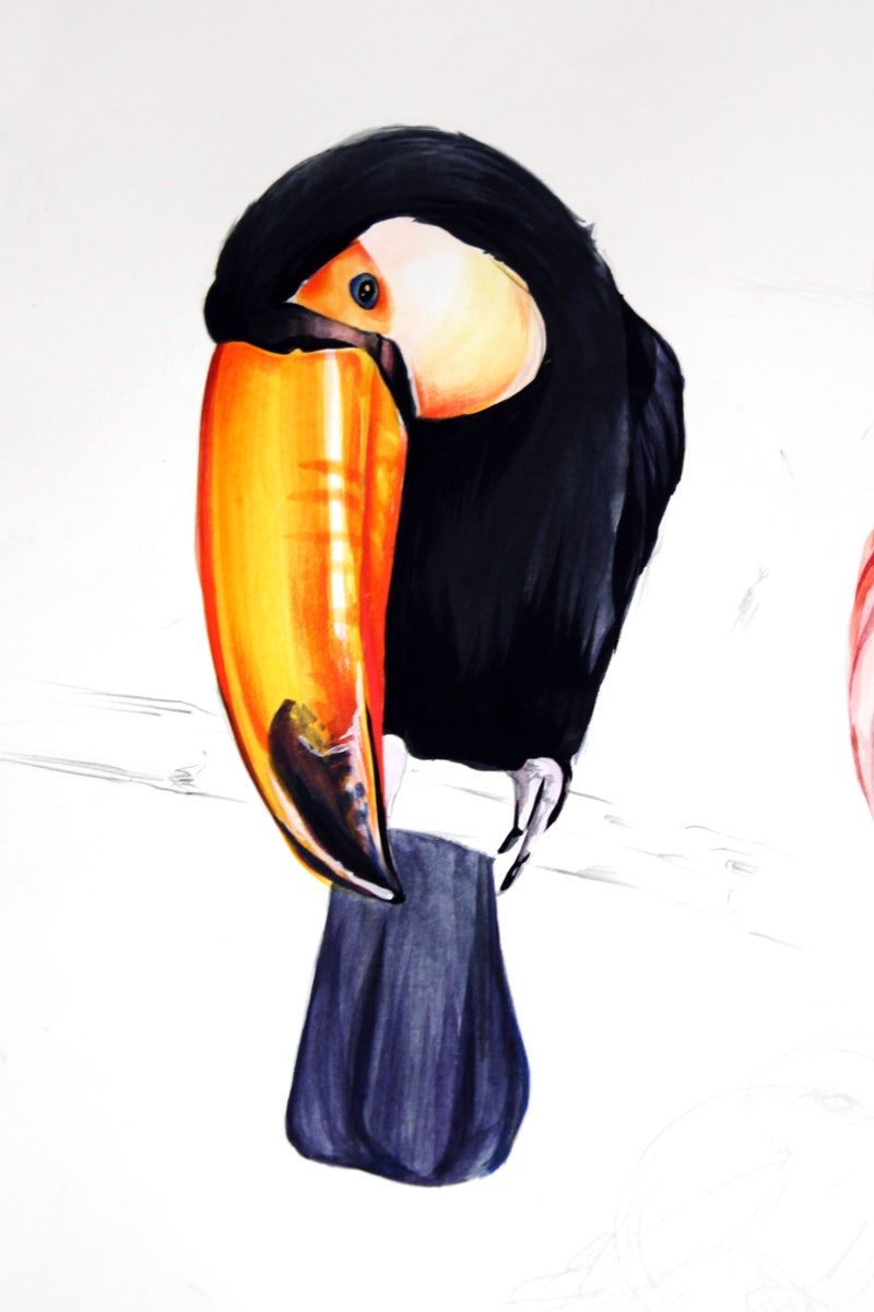 새 그리기 : 플라밍고 큰부리새 독수리 앵무새 그림 그리는 방법 : 네이버 블로그, image size:800x1201