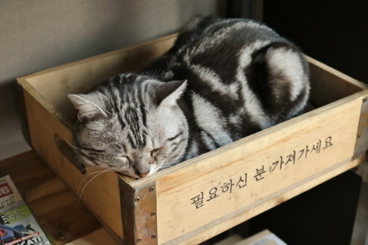  상추 근황 - [바이킹넷 대전점 길스개러지]