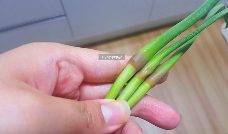 마늘쫑 손질 및 냉동보관법 1년 내내 두고 먹을 수 있어요 : 네이버 블로그 마늘쫑 손질 및 냉동보관법 1년 내내 두고 먹을 수 있어요 : 네이버 블로그