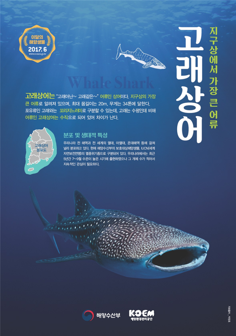 지구상에서 가장 큰 어류 고래상어, 6월의 해양생물로 선정 : 네이버 블로그