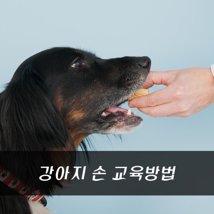 바지를 물어요! 강아지당 훈련견당 훈련수, 다리무는 강아지 훈련방법! 4
