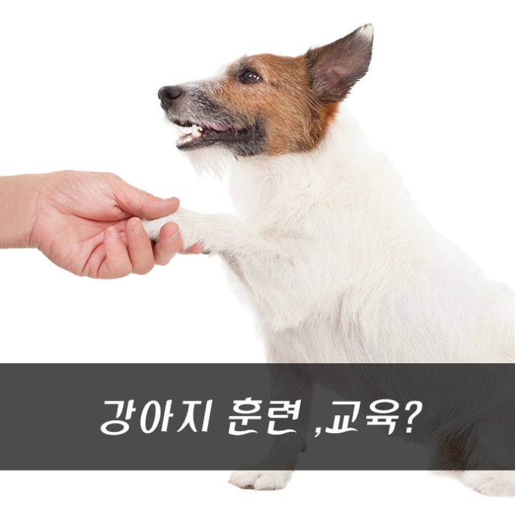 바지를 물어요! 강아지당 훈련견당 훈련수, 다리무는 강아지 훈련방법! 1