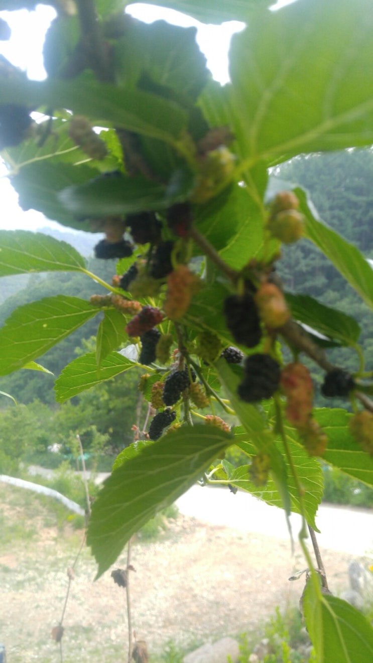 뽕나무의 오디가 까맣게 익어 갑니다.