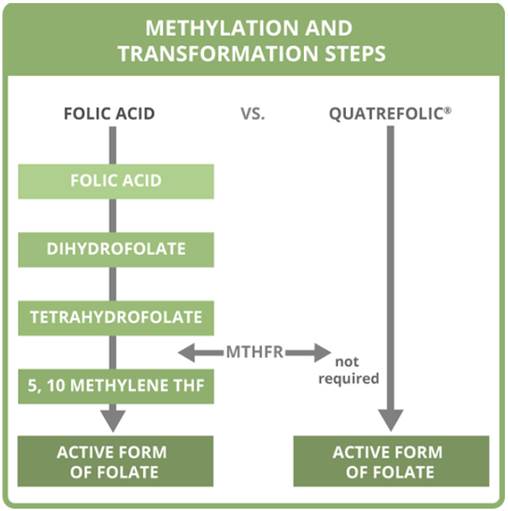  엽산을 드실거면 4세대 Quatrefolic 으로...