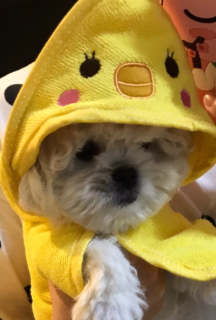 병아리 가운입은 말티츄 꼬까미️ 병아리 가운입은 말티츄 꼬까미️