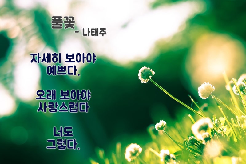 [시 읽어주는 이교수] 풀꽃 - 나태주 : 네이버 블로그