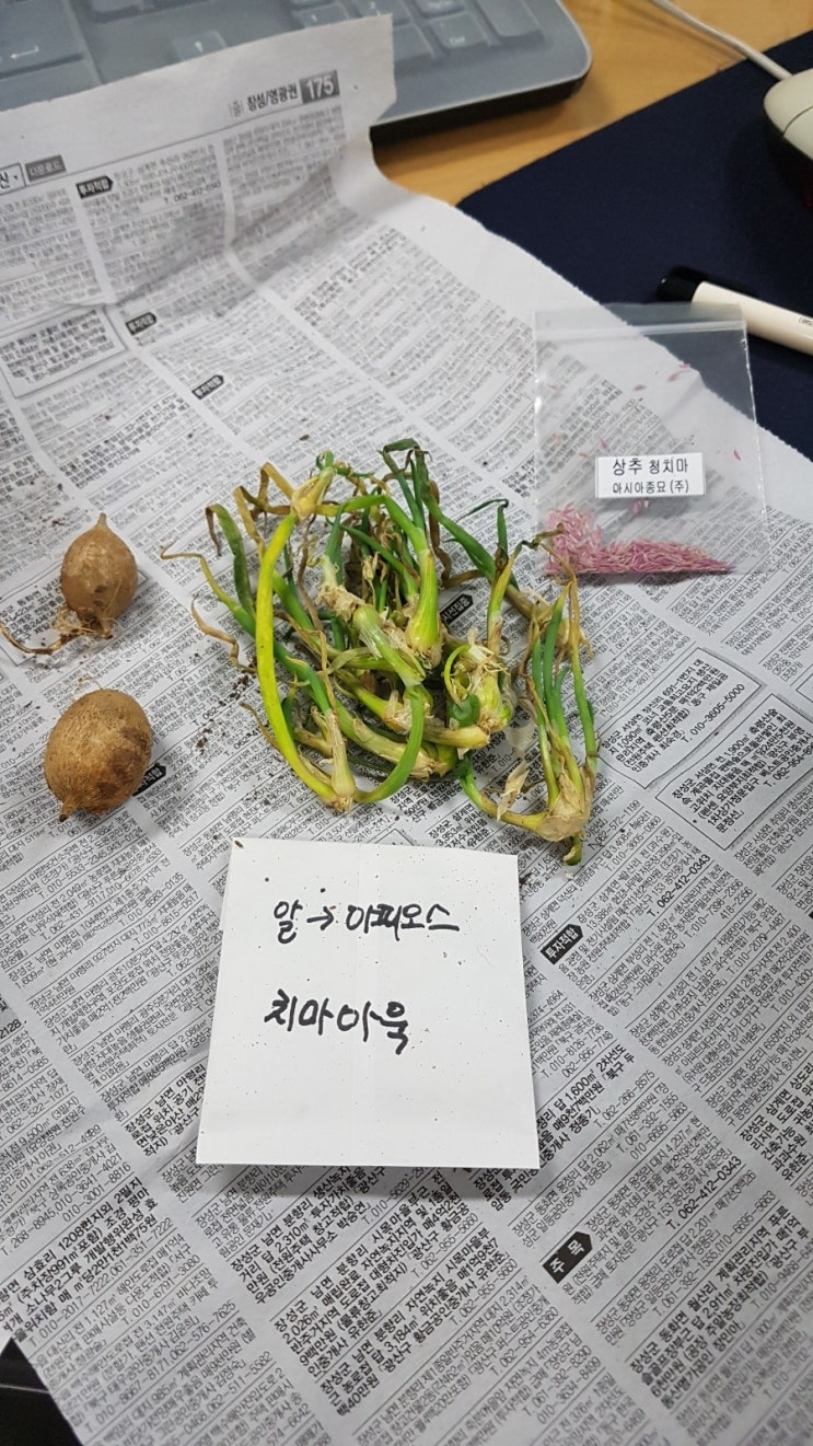  삼동파 분양, 키우기 아자!!!!!!!