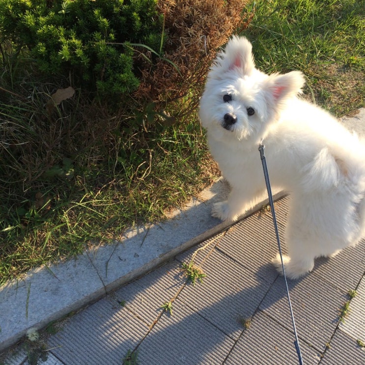  강아지 점액질 혈변 (설사) 치료기
