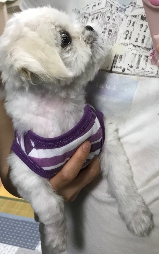 말티츄 꼬까미 이발하다 (우리 집 첫 강아지 둘리 사진 발견) 말티츄 꼬까미 이발하다 (우리 집 첫 강아지 둘리 사진 발견)