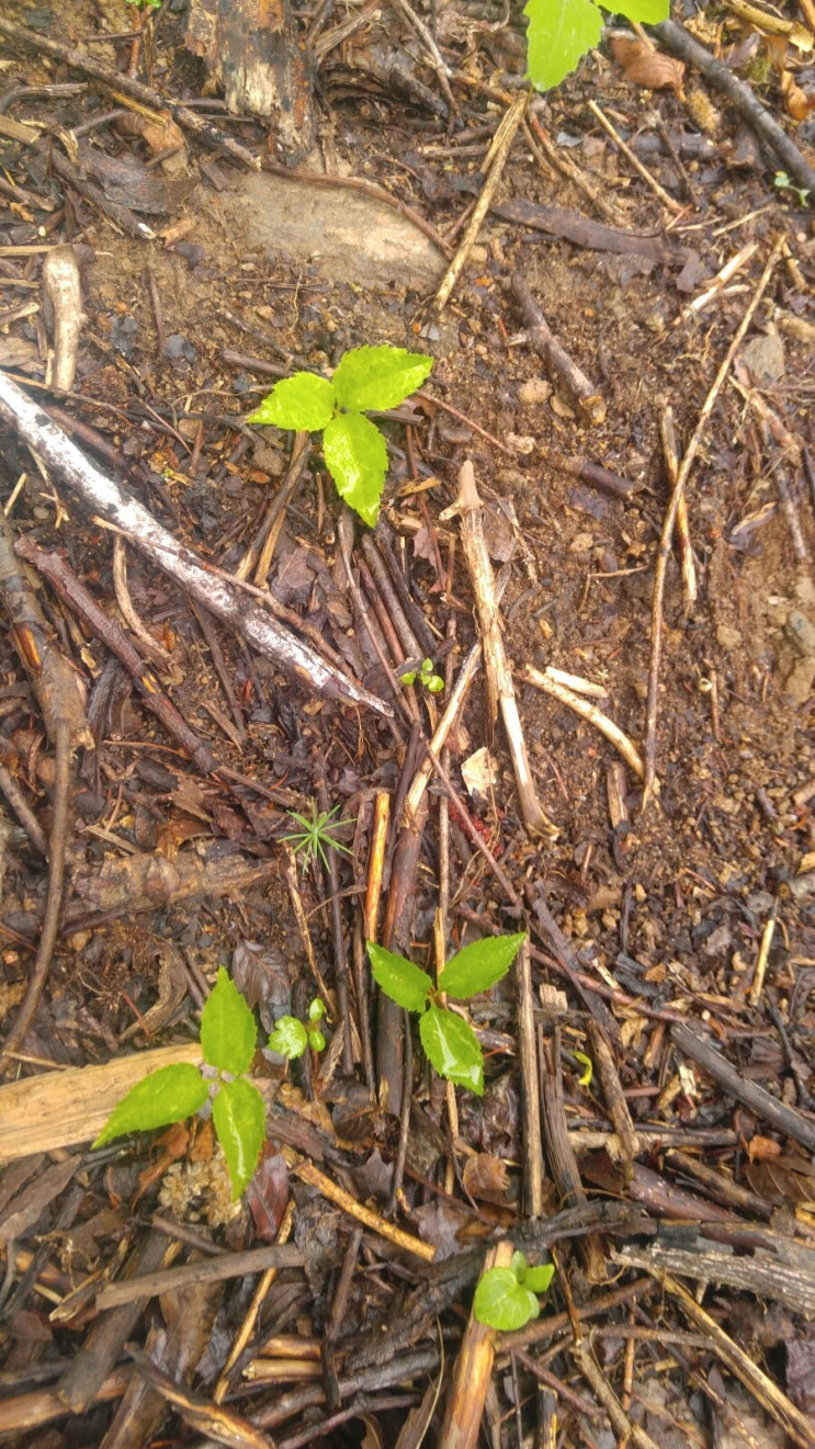 장뇌삼밭 둘러보기