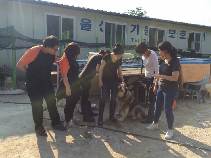  2017-06-09  울산유기동물보호센터 봉사후기