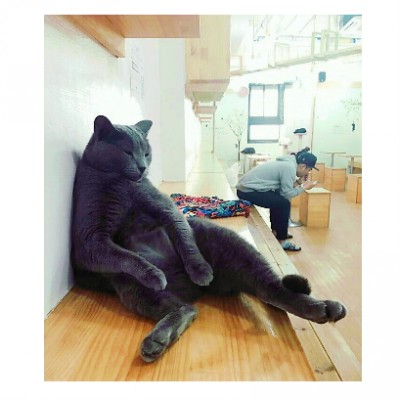  고양이의 오수(午睡), catnap