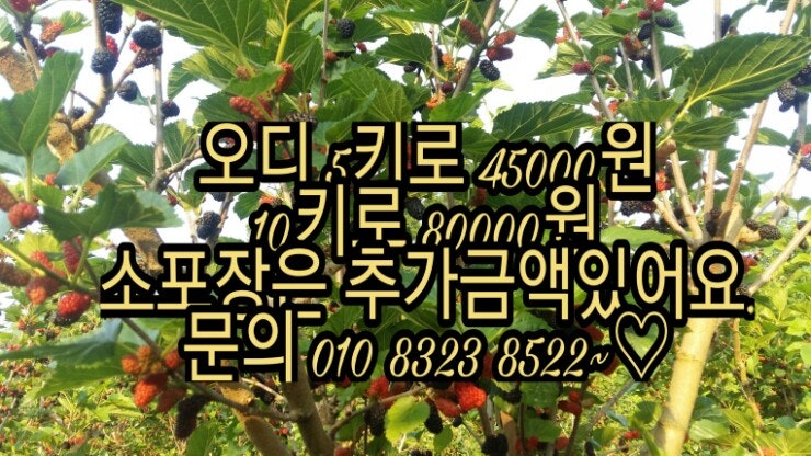 뽕나무 수확을 판매하는 뽕나무 정원 Xiangnongyuan 3