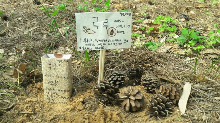  애완용햄스터 무지개다리를 건너다 '편히 잠들거라'