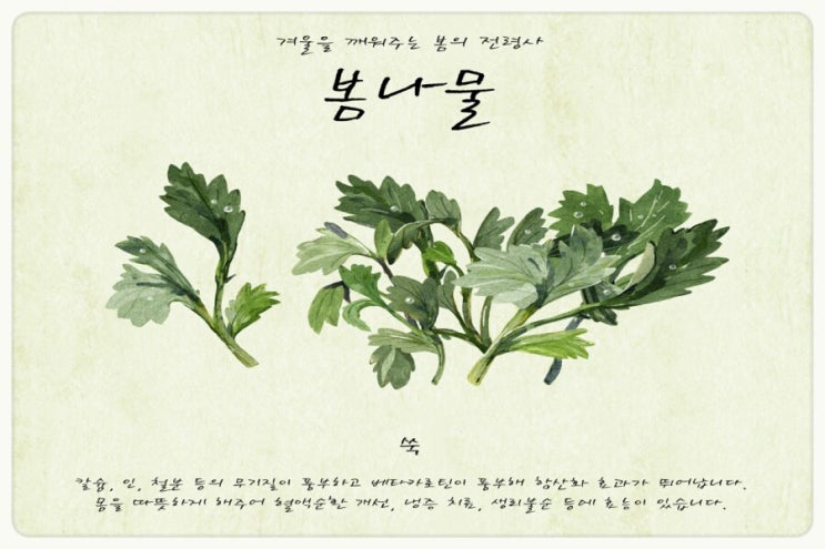  고혈압 예방에 좋은 쑥!