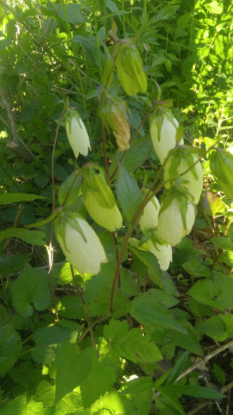 산골이야기에서 피는 꽃들 ..