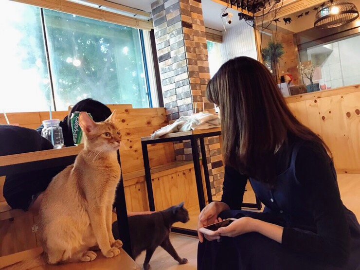  고양이카페 카페다냥
