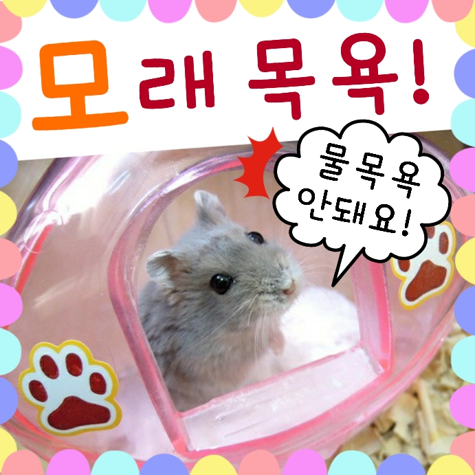  햄스터 목욕 모래 - 물 목욕 절대로 금지