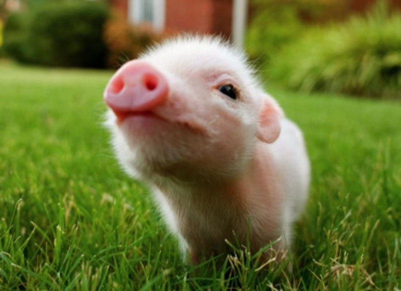 알고보면 굉장히 귀여운 아기돼지 사진 : 네이버 블로그