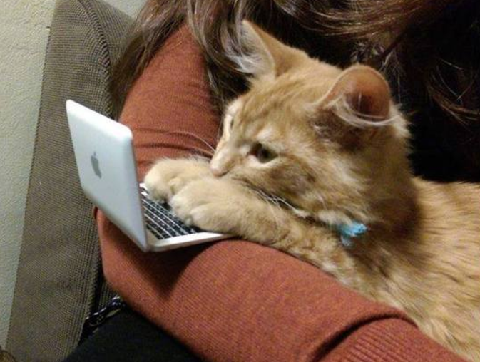 고양이가 주는 장점, 고양이를 키우면 좋은점 : 네이버 블로그