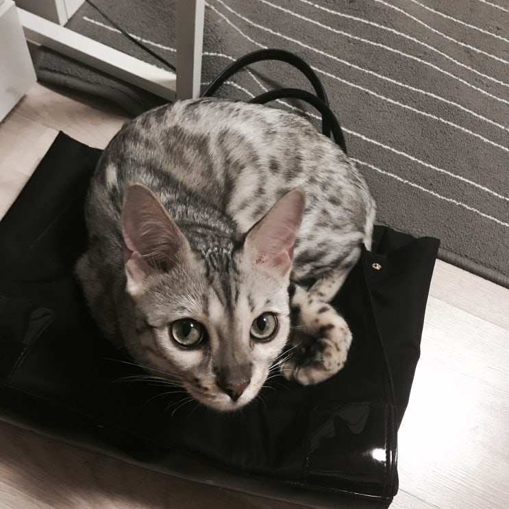  육묘일기, 집사일기 1살, 뱅갈고양이 조조