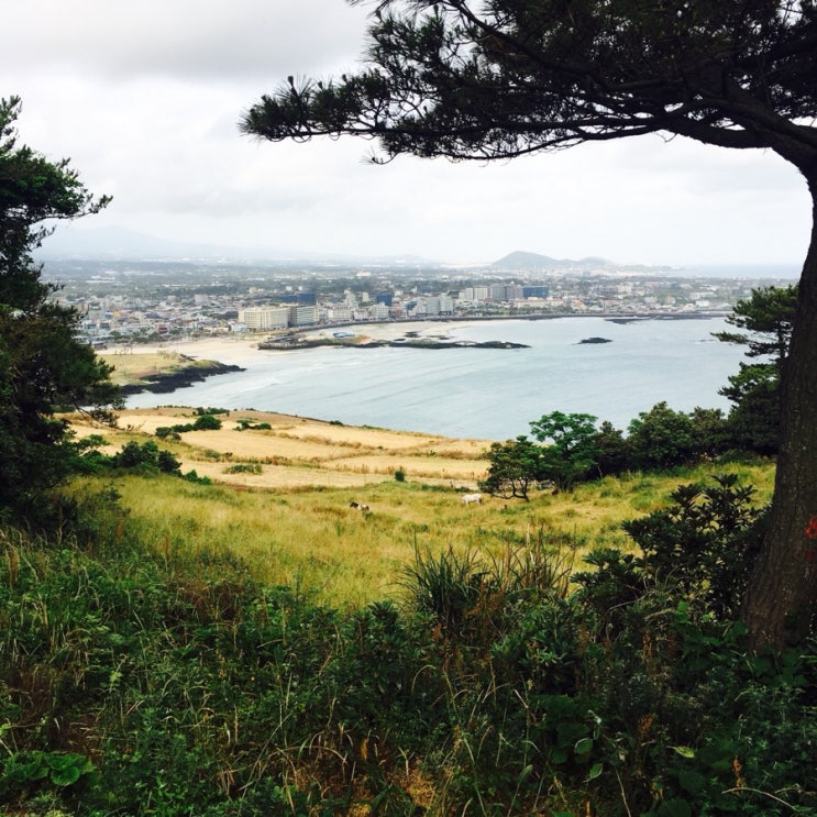 [여행기록] 제주도 한달살기 - 12