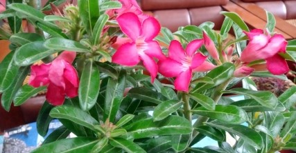  사막의 장미 석화 예뻐요~
