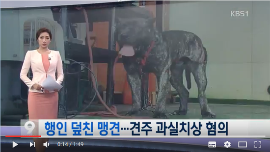 행인 덮친 맹견…견주 과실치상 혐의 적용 - KBS NEWS#곰바이