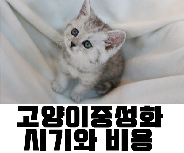 고양이중성화수술 비용&시기 알려드릴게요! : 네이버 블로그 고양이중성화수술 비용&시기 알려드릴게요! : 네이버 블로그
