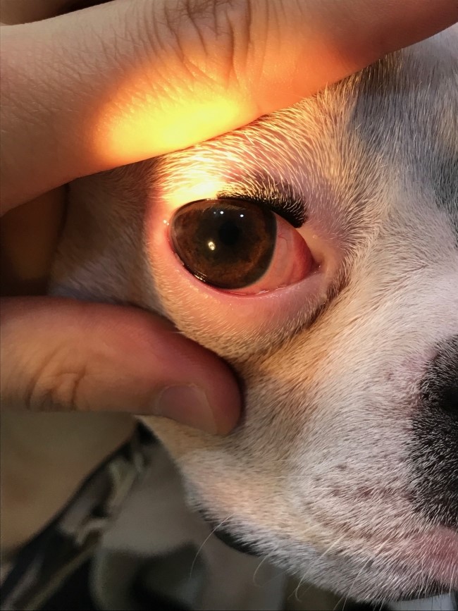 강아지 각막 손상 / 각막궤양 치료 - 눈에 이물질이 박혔어요 : 네이버 블로그