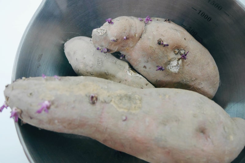 고구마 싹난거 먹어도 되나요? / 싹난 고구마 제거하기 : 네이버 블로그 고구마 싹난거 먹어도 되나요? / 싹난 고구마 제거하기 : 네이버 블로그