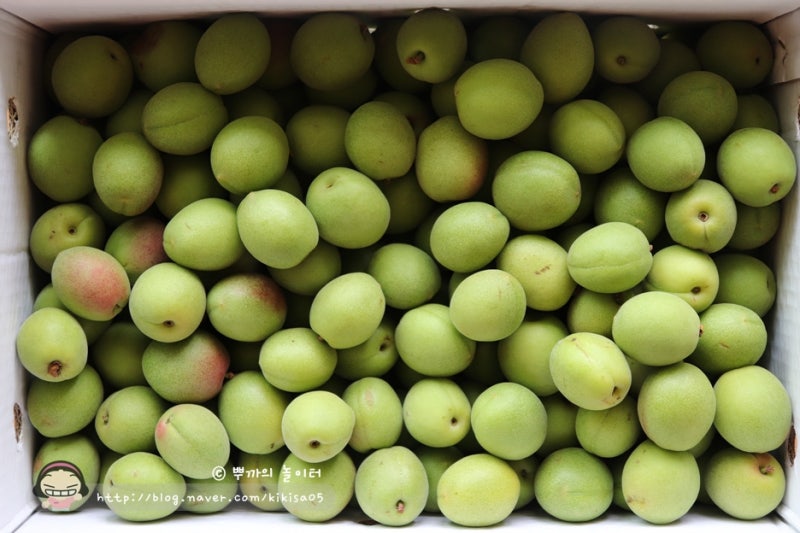 광양매실로 만드는 매실장아찌 손질하기 꿀팁!! 3