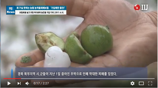 제 구실 못하는 농협 농작물재해보험 ‘가입에만 혈안!’ - 국제i저널TV#곰바이
