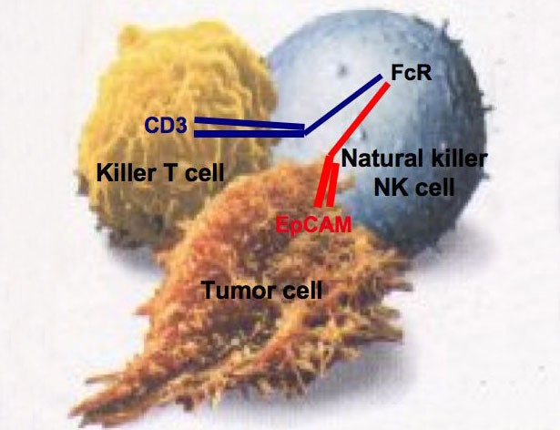 자연살해세포(natural killer cell)과 운동 : 네이버 블로그