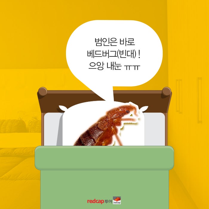 유럽 배낭여행의 적, 베드버그 : 네이버 블로그