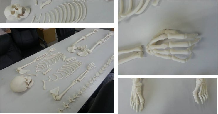 [Mimics 활용사례] 인체 전신 CT촬영 데이터에서 200개의 뼈를 3D STL데이터로 변환하다! (서울과학수사연구소) Bio-medical Engineering 활용사례