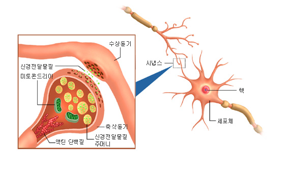 더뉴런 이미지