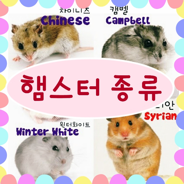  햄스터 종류 - 드워프 햄스터 윈터화이트