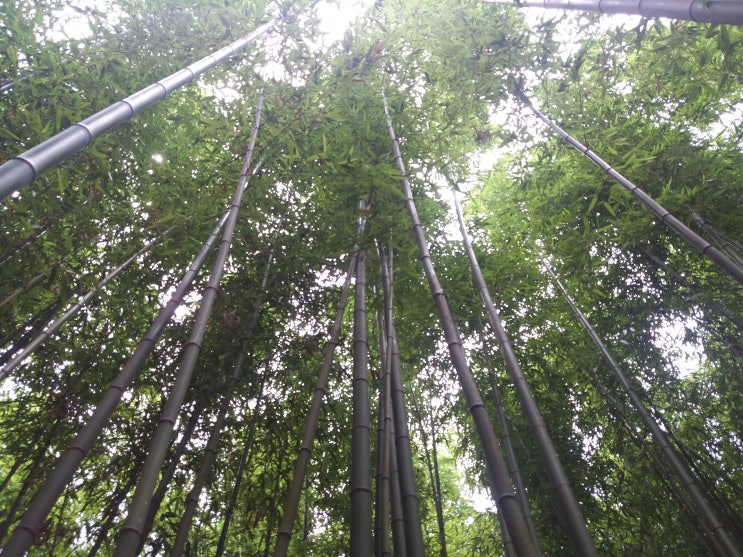  아이들과 가 볼만한 곳 울산 태화동 십리대숲 다녀왔습니다.