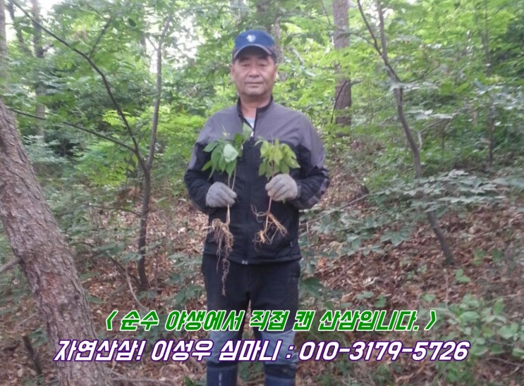  자연산산삼, 산삼파는곳 : 20년 심마니 이성우씨