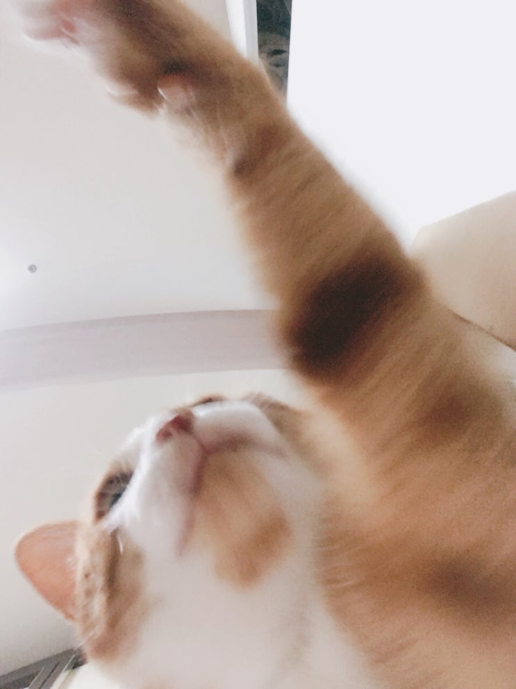  묘생샷