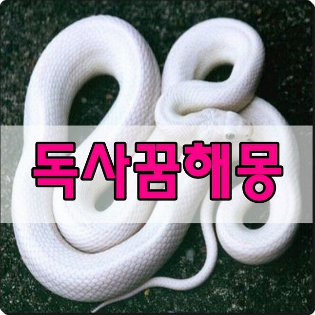 독사꿈 해몽풀이 대박꿈