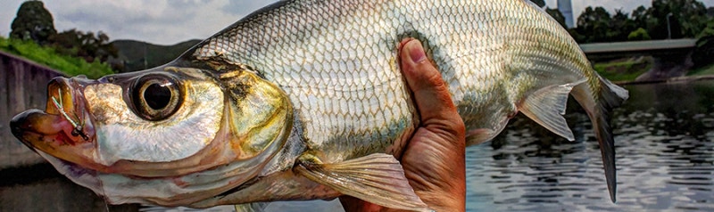 강준치 Chanodichthys erythropterus : 네이버 블로그
